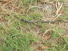 Hemachatus haemachatus