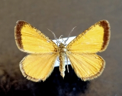 Isturgia limbaria