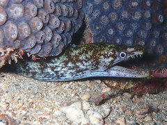 Enchelycore nigricans