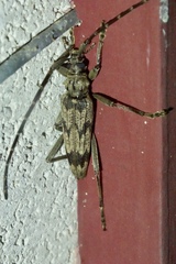 Elytrimitatrix undata