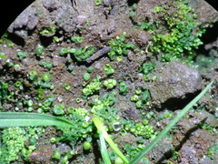 Botrydium granulatum