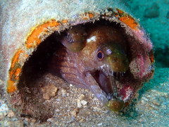 Enchelycore nigricans