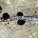 Entomacrodus cadenati - Photo (c) Sylvain Le Bris,  זכויות יוצרים חלקיות (CC BY-NC), הועלה על ידי Sylvain Le Bris