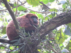 Alouatta guariba