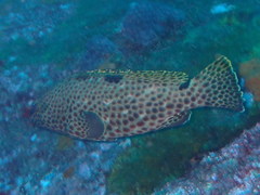 Epinephelus adscensionis