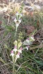 Scutellaria scandens