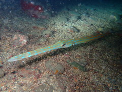 Fistularia tabacaria