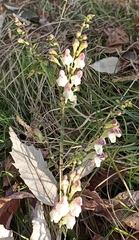 Scutellaria scandens