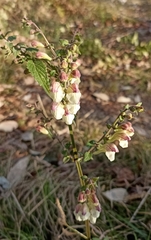 Scutellaria scandens