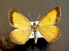 Isturgia limbaria