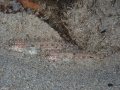 Gobius rubropunctatus