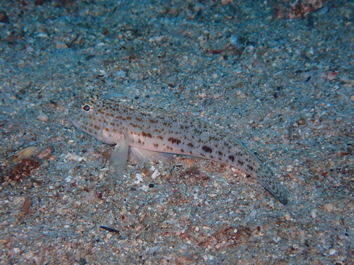 Redspotted goby (Gobius rubropunctatus) — Gobiidae — 2