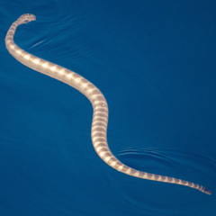 Hydrophis lapemoides