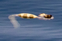 Hydrophis lapemoides
