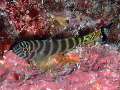 Gorogobius nigricinctus