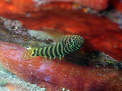 Gorogobius nigricinctus