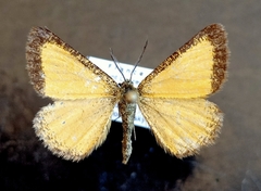 Isturgia limbaria
