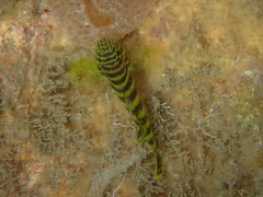 Gorogobius nigricinctus