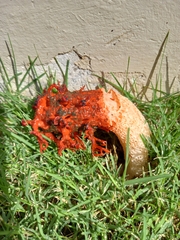 Lysurus corallocephalus