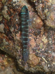 Gorogobius stevcici