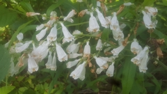 Penstemon tenuiflorus