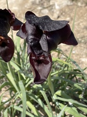 Iris atrofusca