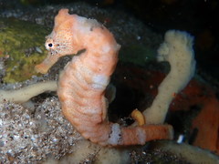 Hippocampus algiricus image