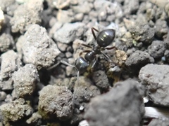 Lasius japonicus