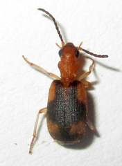 Brachininae