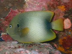 Guinean Angelfish photo 1