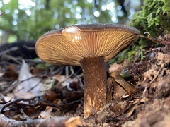 Lactarius novae-zelandiae