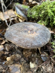 Lactarius novae-zelandiae