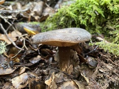 Lactarius novae-zelandiae