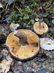 Lactarius novae-zelandiae
