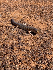 Eremiascincus richardsonii