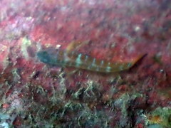 Corcyrogobius lubbocki