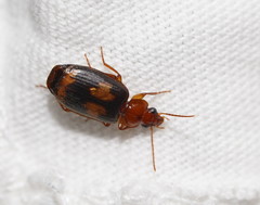 Philophlaeus
