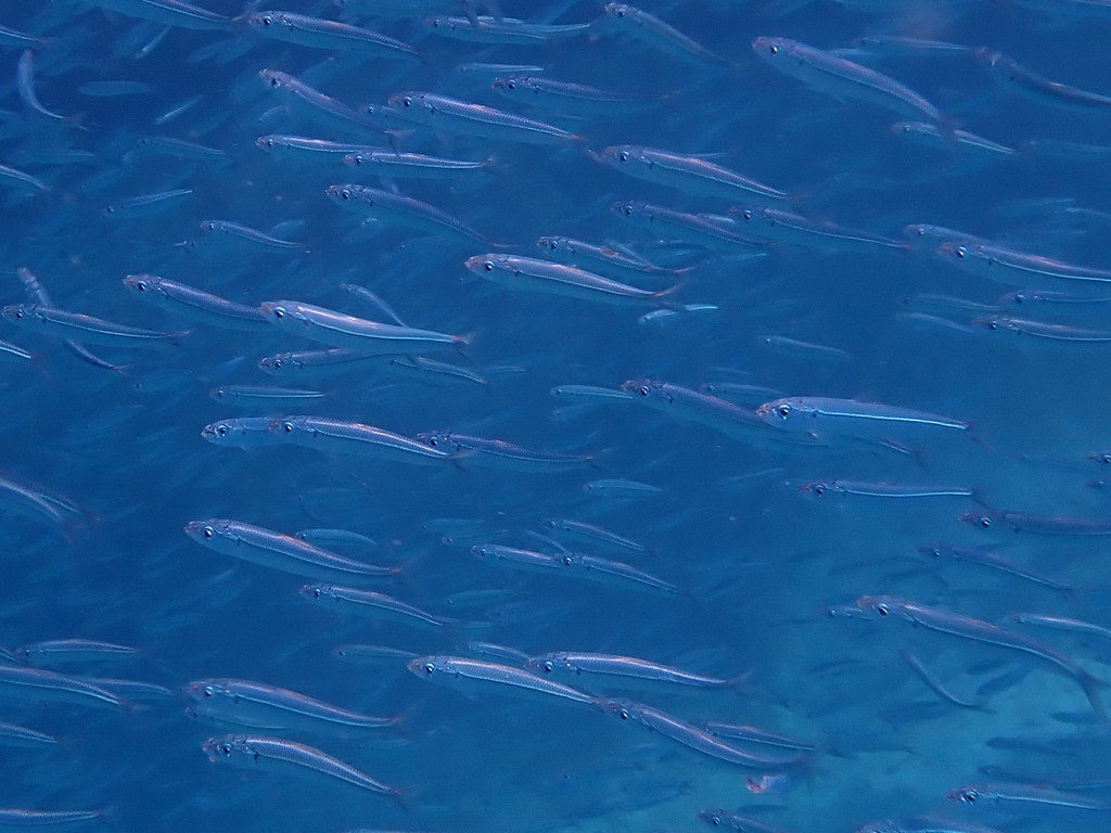 Roux's sardinella (Sardinella rouxi) — Clupeidae