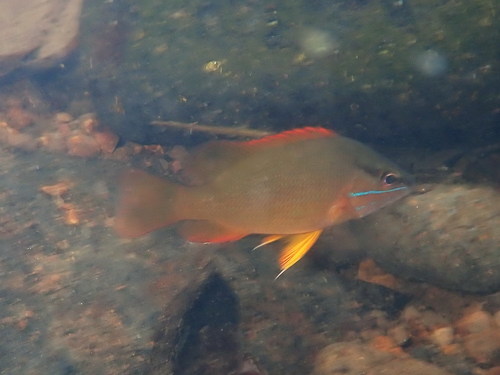 Gorean snapper (Lutjanus goreensis) — Lutjanidae