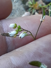 Draba verna