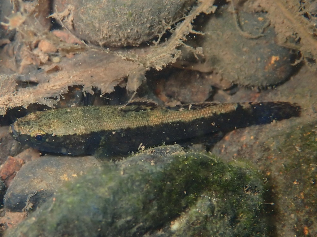 Eleotris annobonensis