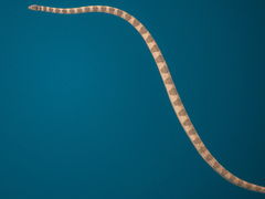 Hydrophis lapemoides