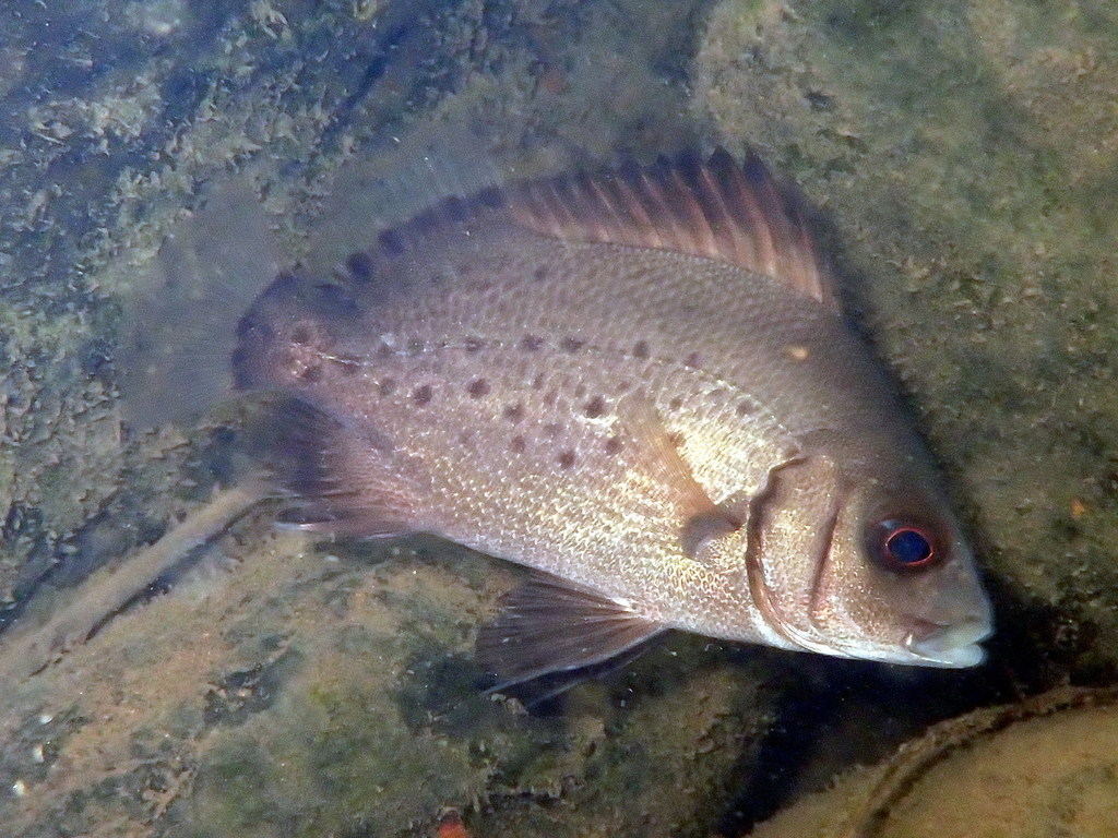 Photo of Bigscale grunt (Plectorhinchus macrolepis)