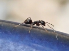 Lasius japonicus