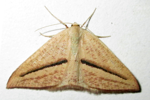 Green Vestal