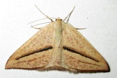 Chlorerythra rubriplaga