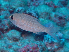 Lethrinus atlanticus