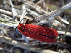 Dictyoptera simplicipes