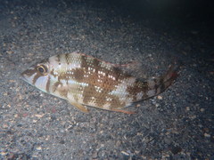 Lethrinus atlanticus