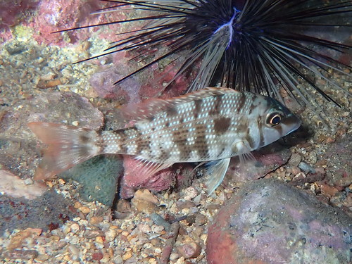 Atlantic emperor (Lethrinus atlanticus) — Lethrinidae